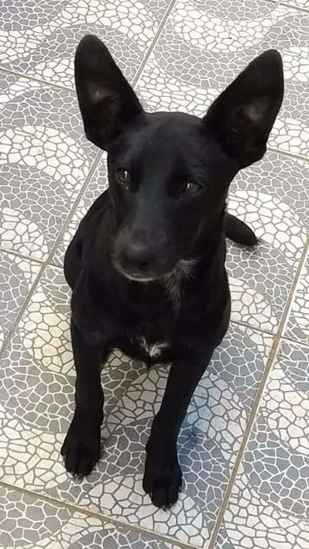 Cachorro ra a Vira lata idade 7 a 11 meses nome Sem nome