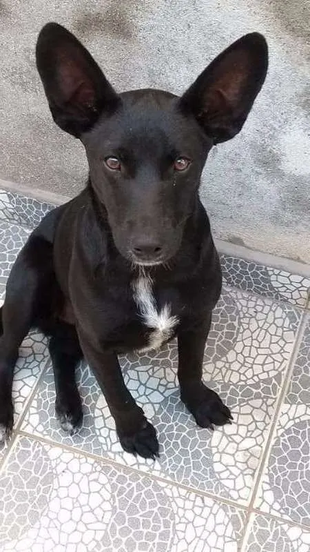 Cachorro ra a Vira lata idade 7 a 11 meses nome Sem nome
