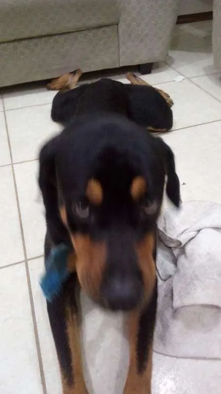 Cachorro raça Rottweiler idade 1 ano nome Preto