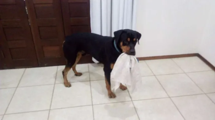 Cachorro raça Rottweiler idade 1 ano nome Preto
