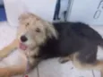Amora