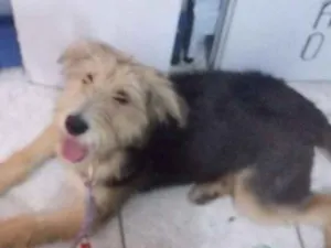 Cachorro raça Srd idade 2 a 6 meses nome Amora