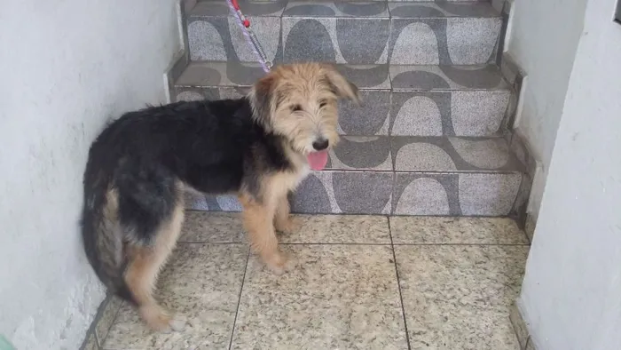Cachorro ra a Srd idade 2 a 6 meses nome Amora