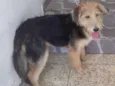 Amora