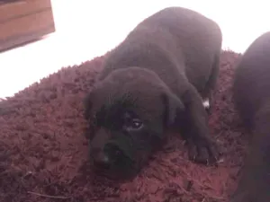 Cachorro raça Lhasa com vira lata  idade Abaixo de 2 meses nome Filhote