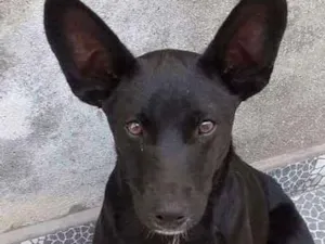 Cachorro raça Vira lata idade 7 a 11 meses nome Sem nome
