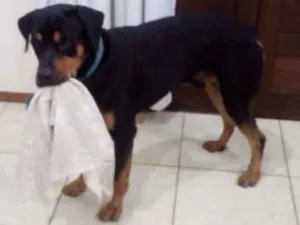 Cachorro raça Rottweiler idade 1 ano nome Preto