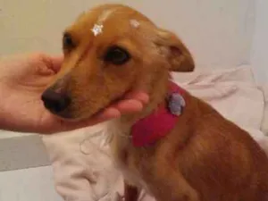 Cachorro raça SRD idade 2 anos nome LOLA