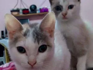 Gato raça Ciames idade 2 a 6 meses nome Mel e xuxa