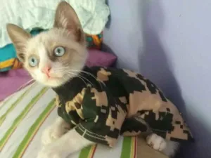 Gato raça Sialata idade 7 a 11 meses nome Gaspar