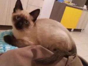 Gato raça Srd idade 2 a 6 meses nome Espoleta 