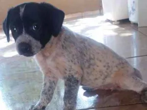 Cachorro raça Vira Lata idade Abaixo de 2 meses nome Sem Nome