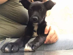 Cachorro raça SRD idade 2 a 6 meses nome Sem Nome Ainda