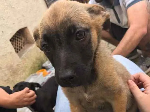 Cachorro ra a SRD idade 2 a 6 meses nome Sem Nome Ainda