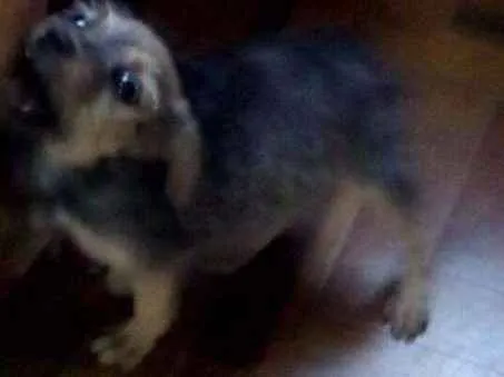 Cachorro ra a SRD idade Abaixo de 2 meses nome PITUCA