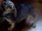 Cachorro raça SRD idade Abaixo de 2 meses nome PITUCA
