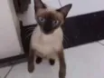Lulu