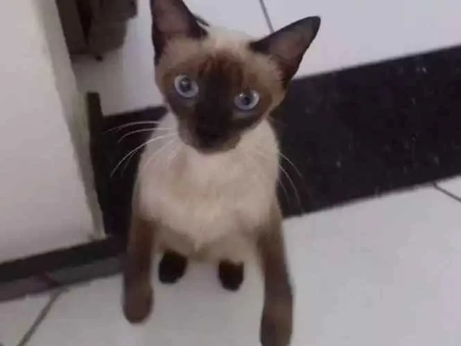 Gato raça Ciamês idade 2 anos nome Lulu