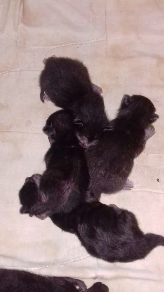 Gato raça Ciamês idade 2 anos nome Lulu
