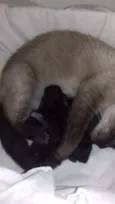 Lulu