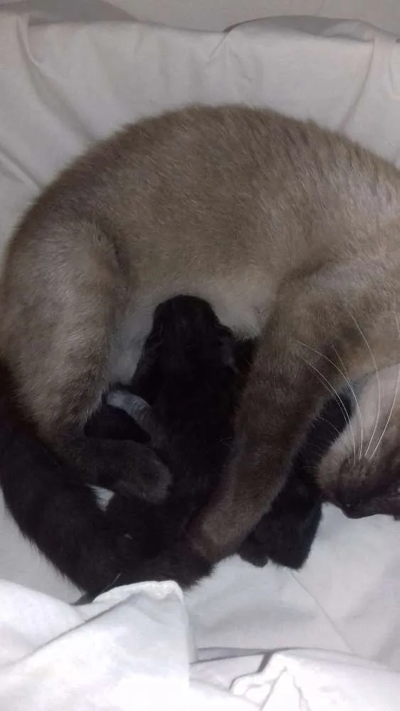 Gato raça Ciamês idade 2 anos nome Lulu
