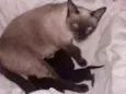 Lulu