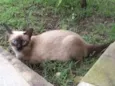 Lulu
