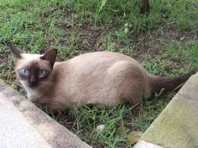 Gato raça Ciamês idade 2 anos nome Lulu