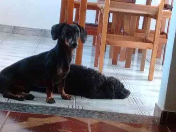 Cachorro ra a Daschound idade 2 anos nome Poncho