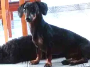 Cachorro raça Daschound idade 2 anos nome Poncho