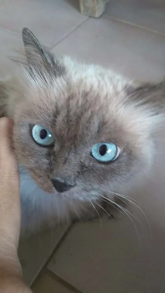 Gato raça Siamês idade  nome indefinido