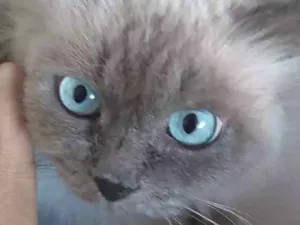 Gato raça Siamês idade  nome indefinido