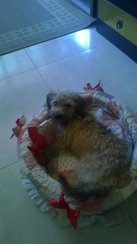 Cachorro ra a  idade 3 anos nome PETEKA