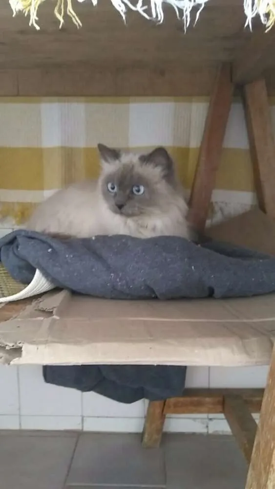 Gato raça Siamês idade  nome indefinido