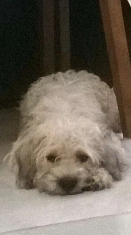 Cachorro ra a  idade 3 anos nome PETEKA