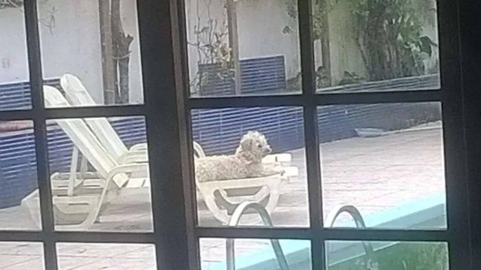 Cachorro ra a  idade 3 anos nome PETEKA