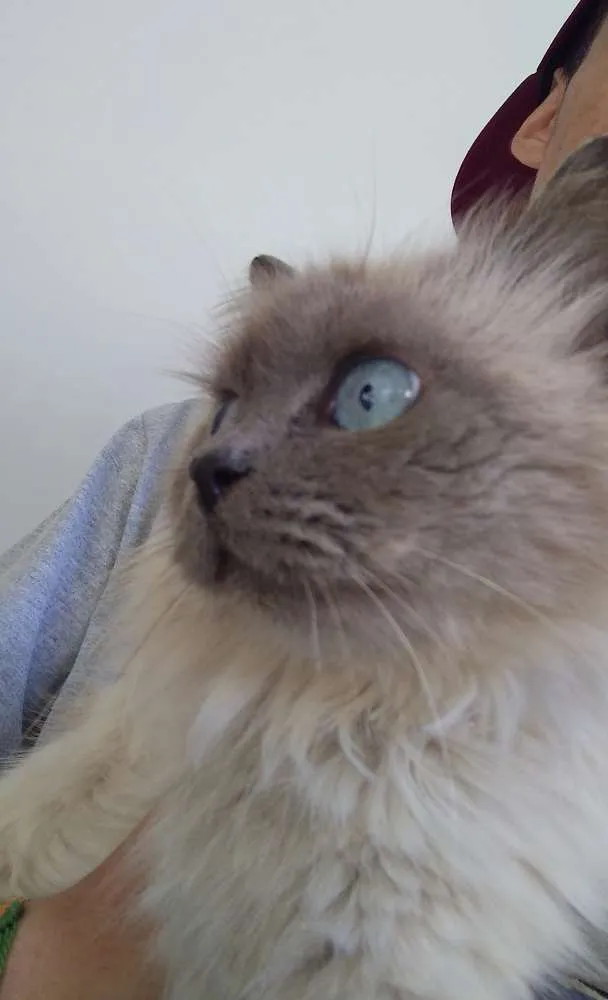 Gato raça Siamês idade  nome indefinido