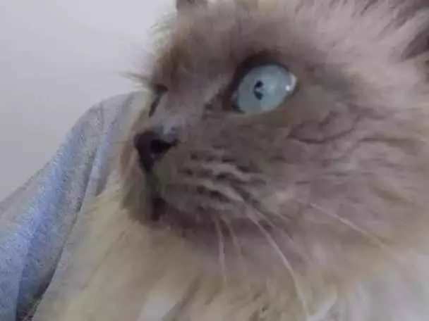 Gato raça Siamês idade  nome indefinido