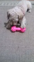 PETEKA
