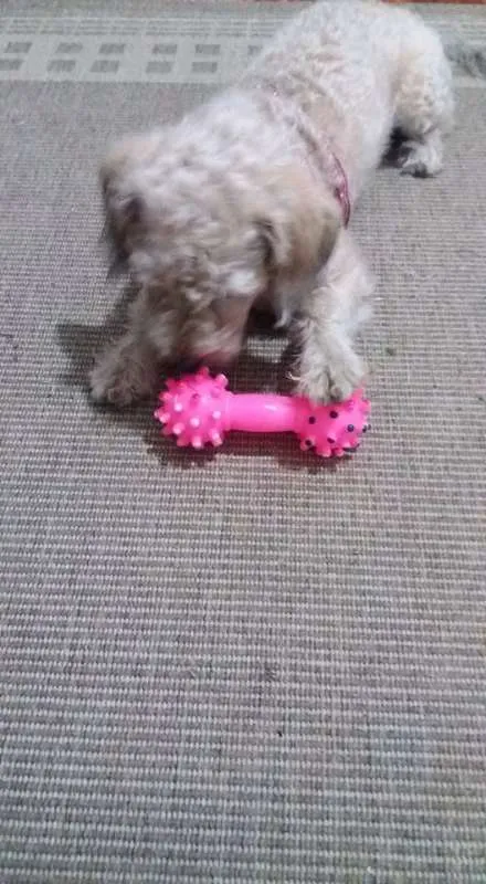 Cachorro ra a  idade 3 anos nome PETEKA