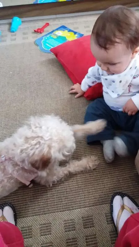 Cachorro ra a  idade 3 anos nome PETEKA