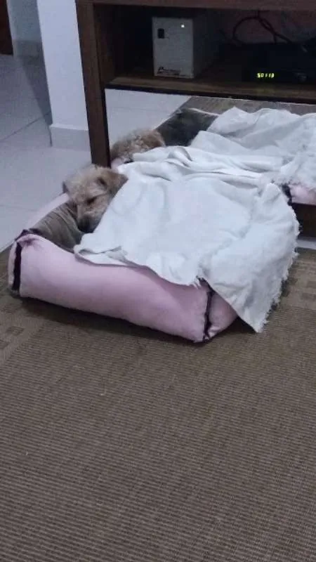 Cachorro ra a  idade 3 anos nome PETEKA