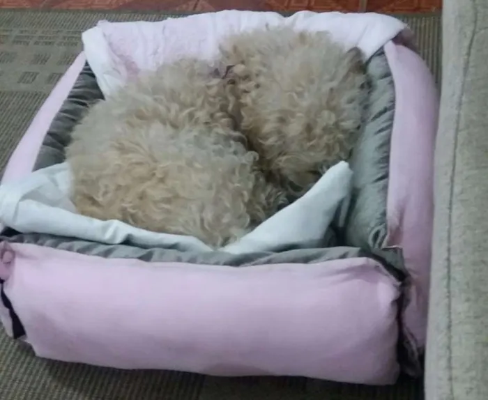 Cachorro ra a  idade 3 anos nome PETEKA