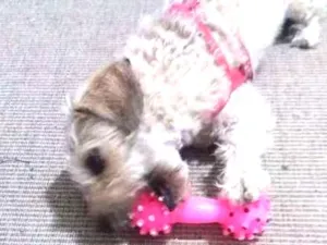 Cachorro raça  idade 3 anos nome PETEKA