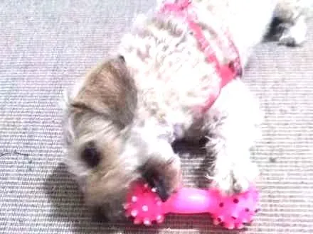 Cachorro ra a  idade 3 anos nome PETEKA