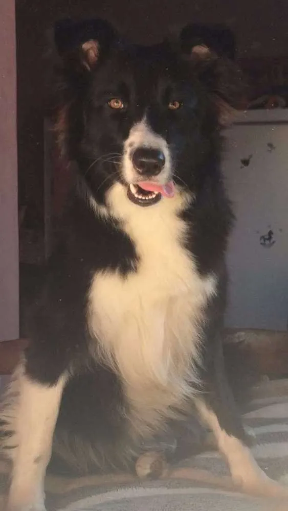 Cachorro ra a Border Collie idade 1 ano nome Megue