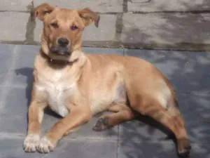 Cachorro raça SRD idade 2 a 6 meses nome Duque