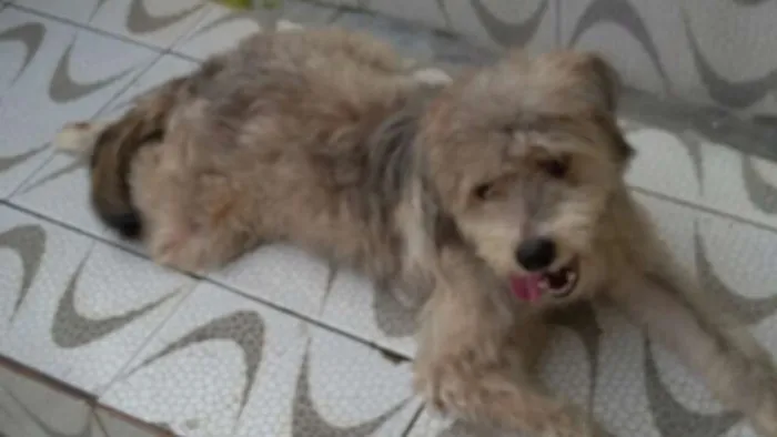 Cachorro raça Poodle  idade 1 ano nome Bob 