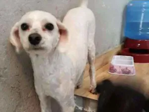 Cachorro raça Poodle idade 4 anos nome Billy