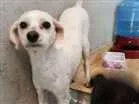 Cachorro raça Poodle idade 4 anos nome Billy